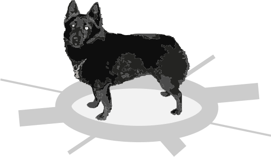 Schipperke